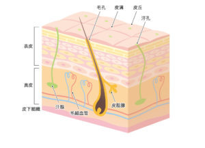 皮膚断面図